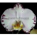 Орхидея 1 ветка (Younghome-Spring-Lights)